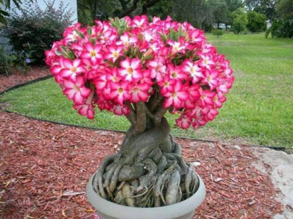Potted Desert Rose