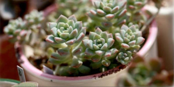 Potted seed holding white lotus