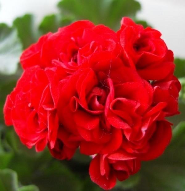 The most beautiful geranium.