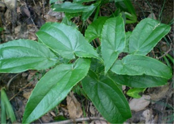 Epimedium cultivated in field