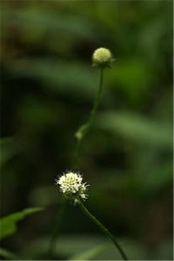 Effect and function of Dipsacus asper - The Plant Aide