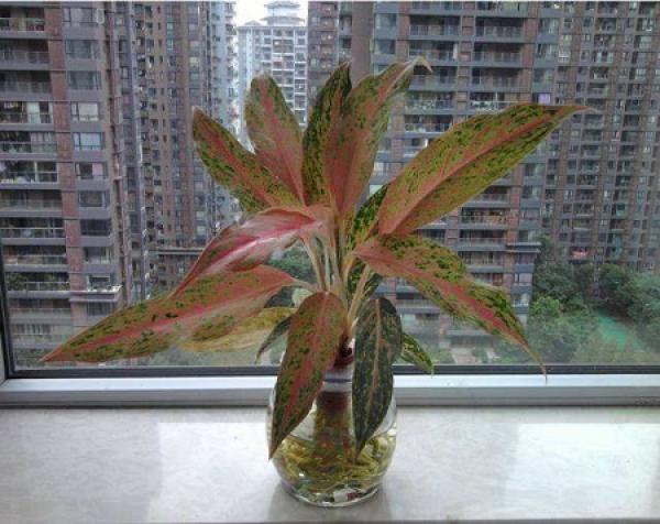 Ruyi queen plant