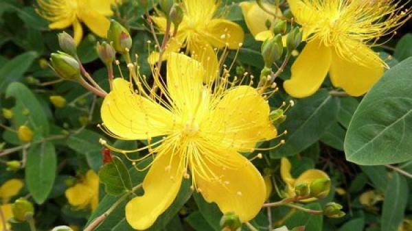 Rhododendron molle plant