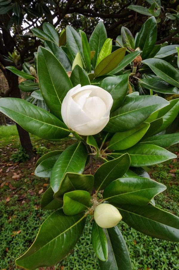Lotus and Magnolia Leaf