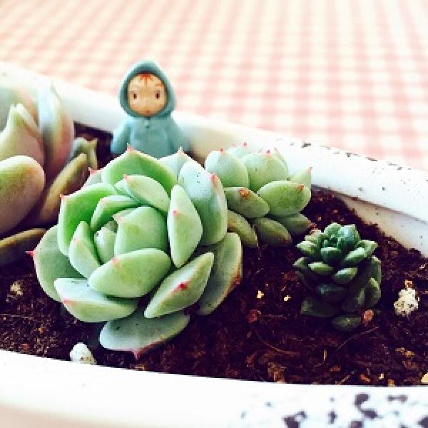 Fleshy potted plant