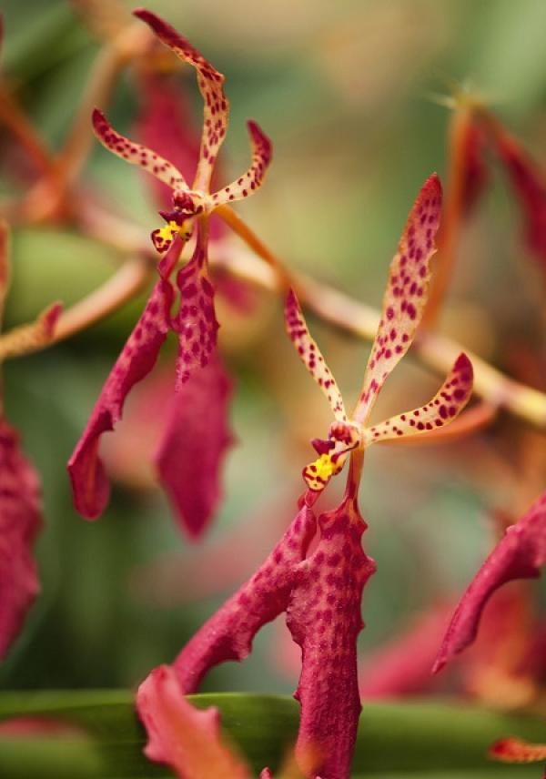 Flame orchid flower