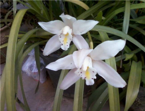beautiful exclusive spring