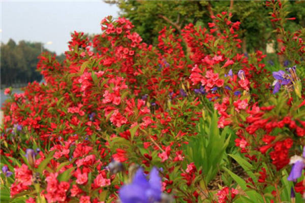 Weigela Florida