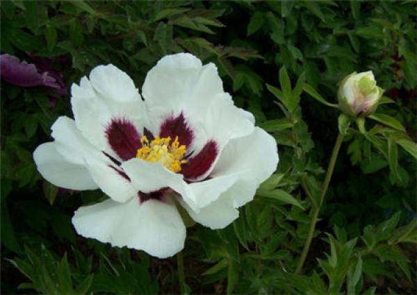 Paeonia rockii