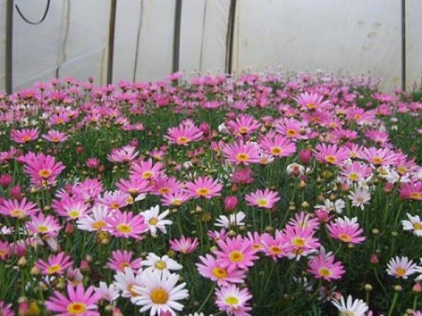 Margaret flower field