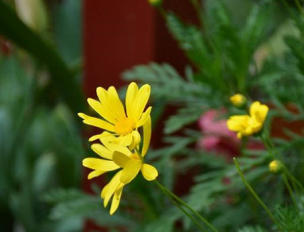 chamomile