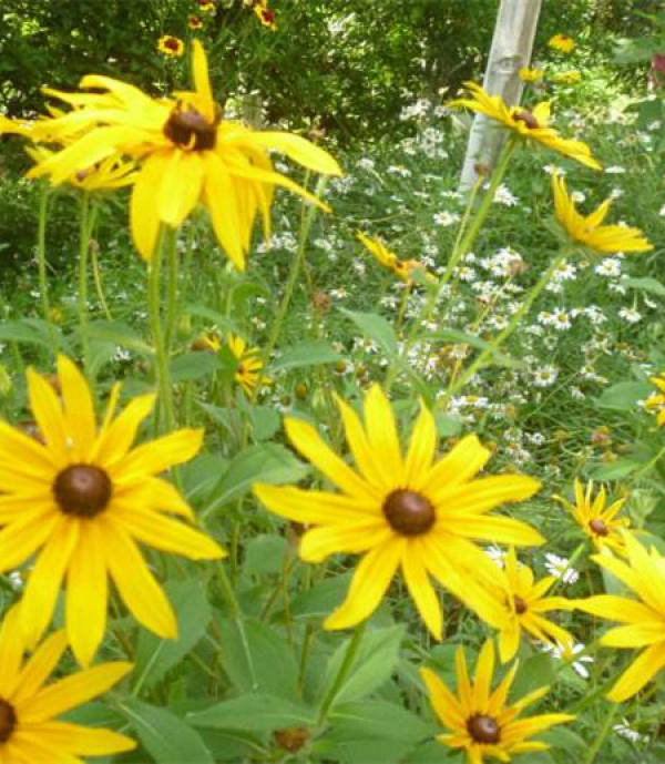Field planting of chamomile