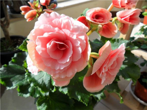 Rieger Begonia potted plant