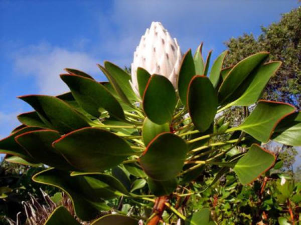 Imperial Flower Whole Plant