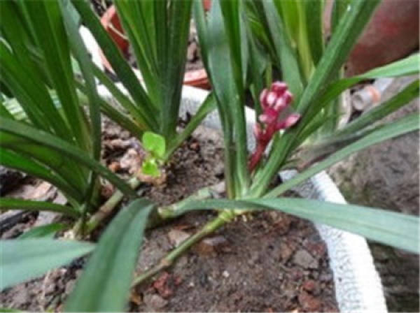 Reineckea carnea