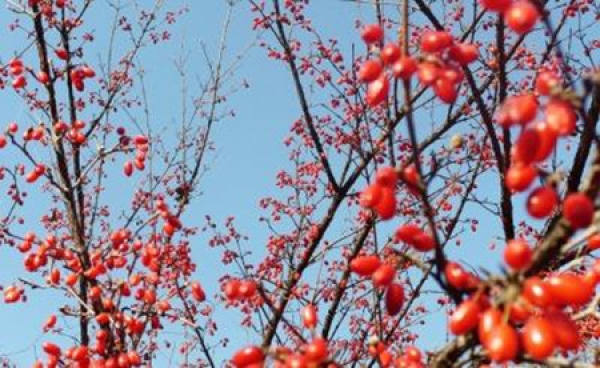 beautiful dogwood