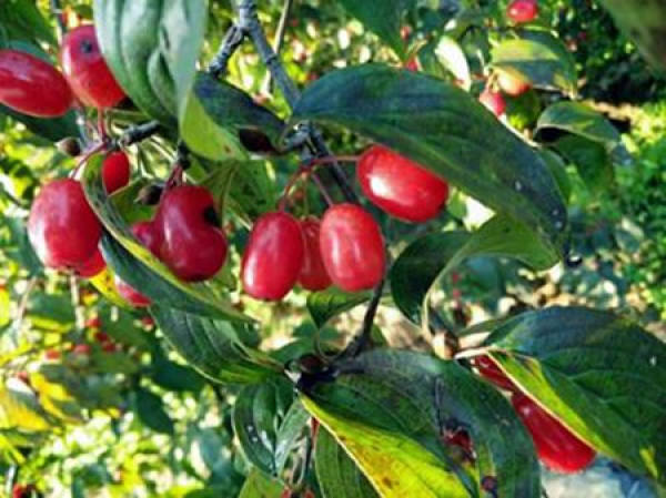 Cornus officinalis