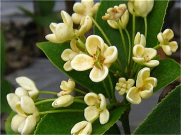 Cinnamomum japonicum