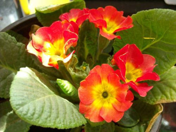 Primula