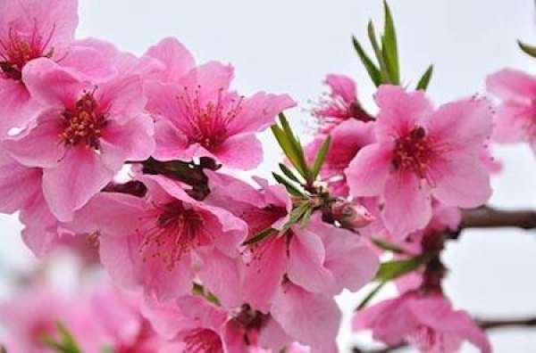Peach blossom