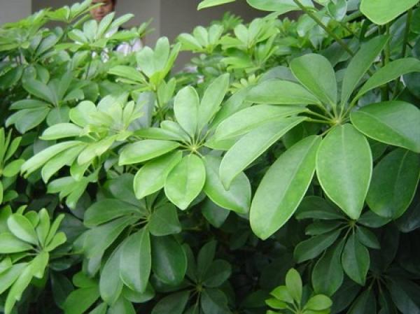 Schefflera japonica