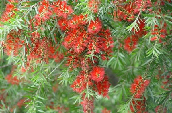 Bunch of willow flower