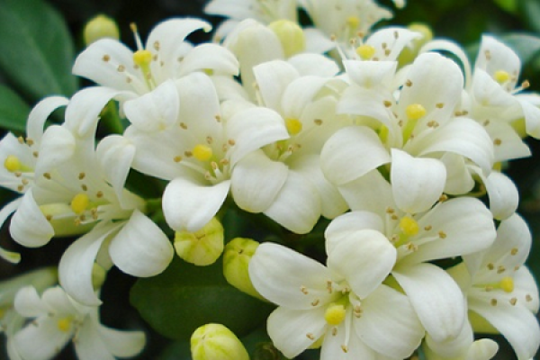 thyme flower