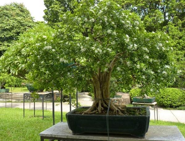 Murraya paniculata