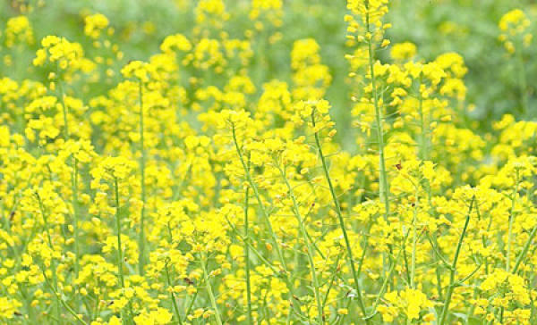 Rape Flower