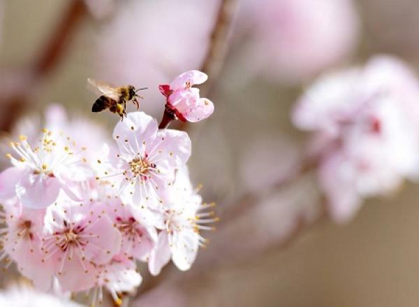 Apricot flower