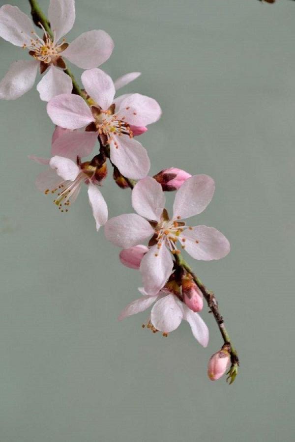 flower branch