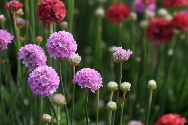 Sea pink
