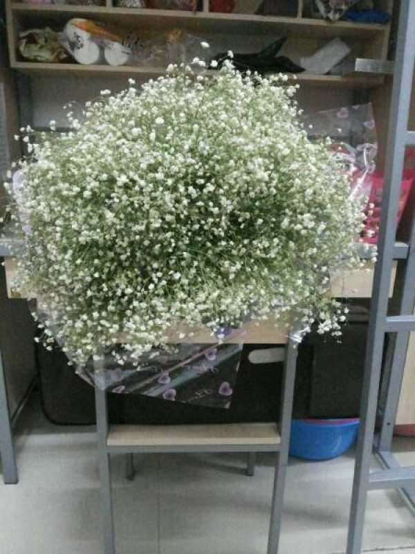 Fishing Gypsophila paniculata potted plant