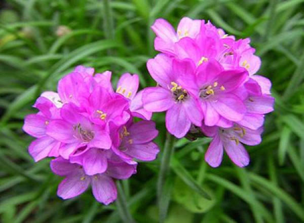 Sea pink