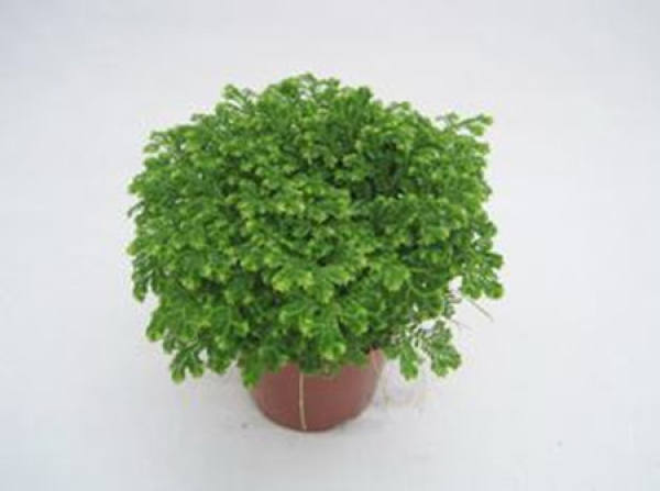 Coral fern potted