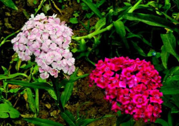 Potted American pink