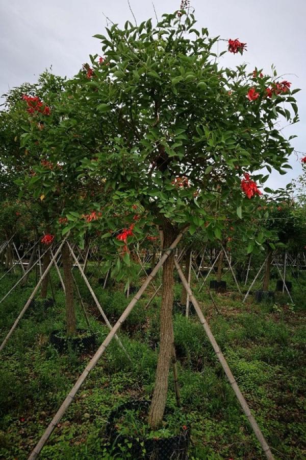 Erythrina cristata