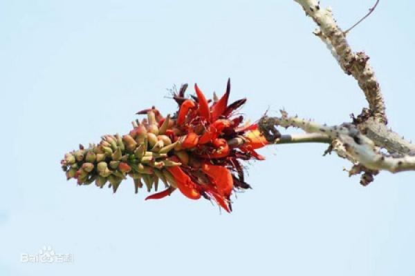 beautiful Erythrina