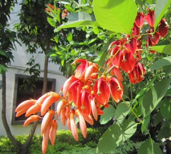 Erythrina cristata