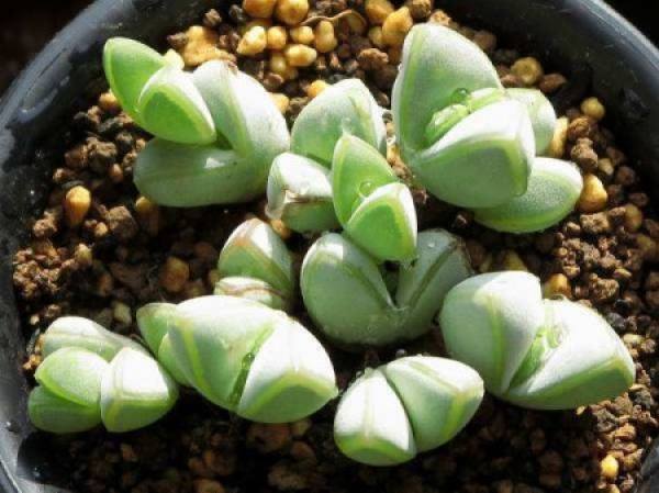 Jasper lotus potted landscape