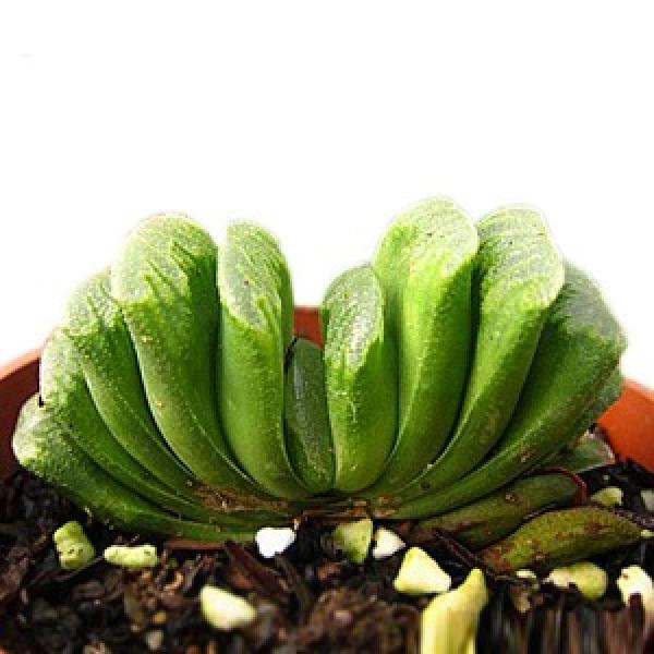 Potted plant with jade fan