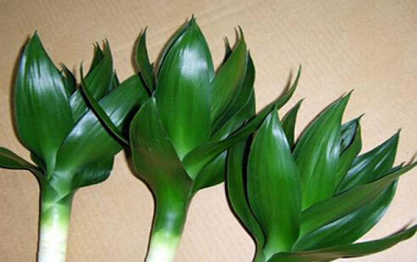 Guanyinzhu
