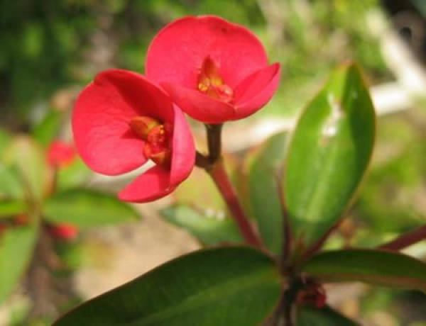 Beautiful tiger thorn plum