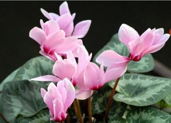 Ruyi auspicious type