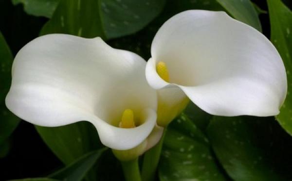 Gentle and quiet type