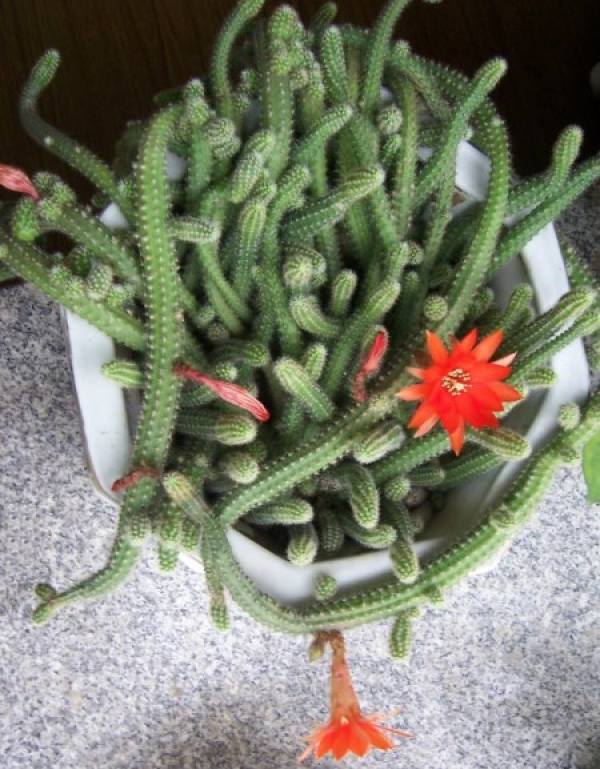 fairy fingers