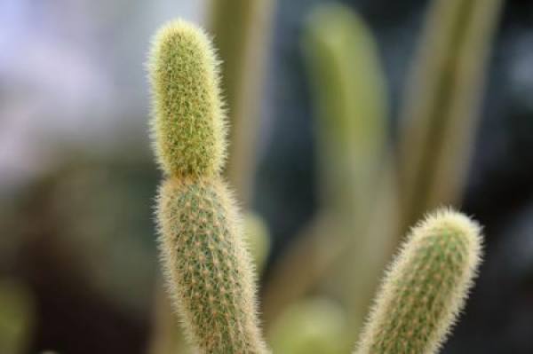 Fairy finger potted plant