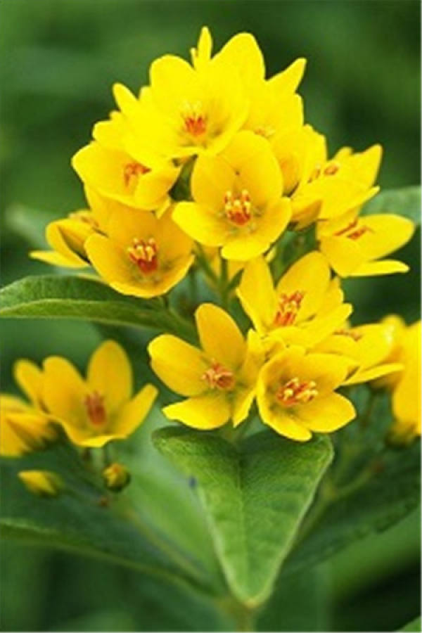 Primrose