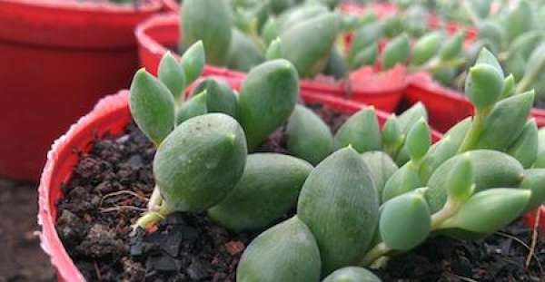 Chlorophytum comosum