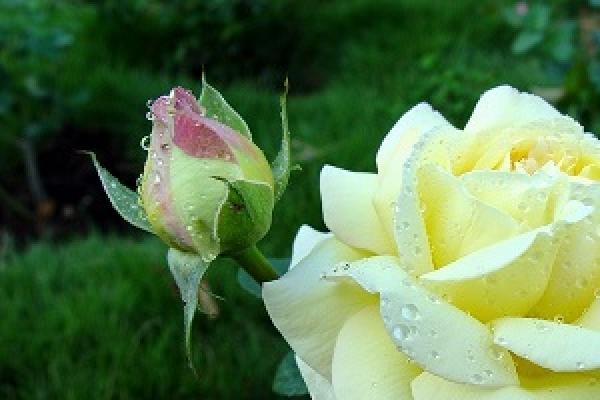 Yellow Rose